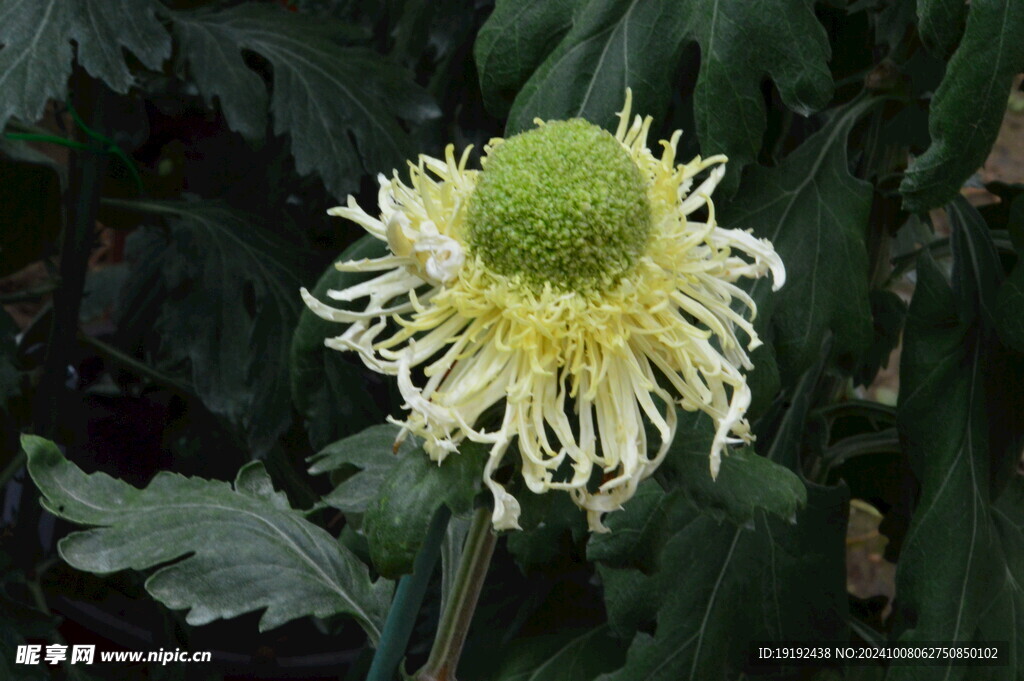 菊花  