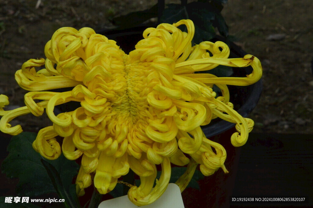 菊花  