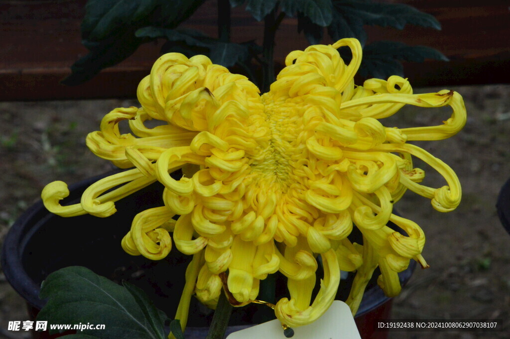 菊花  