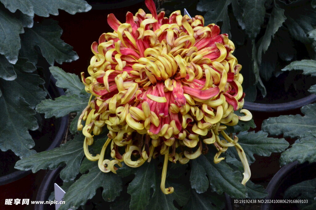 菊花 