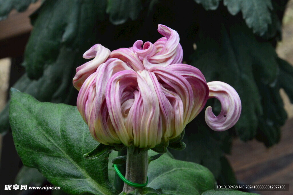 菊花  