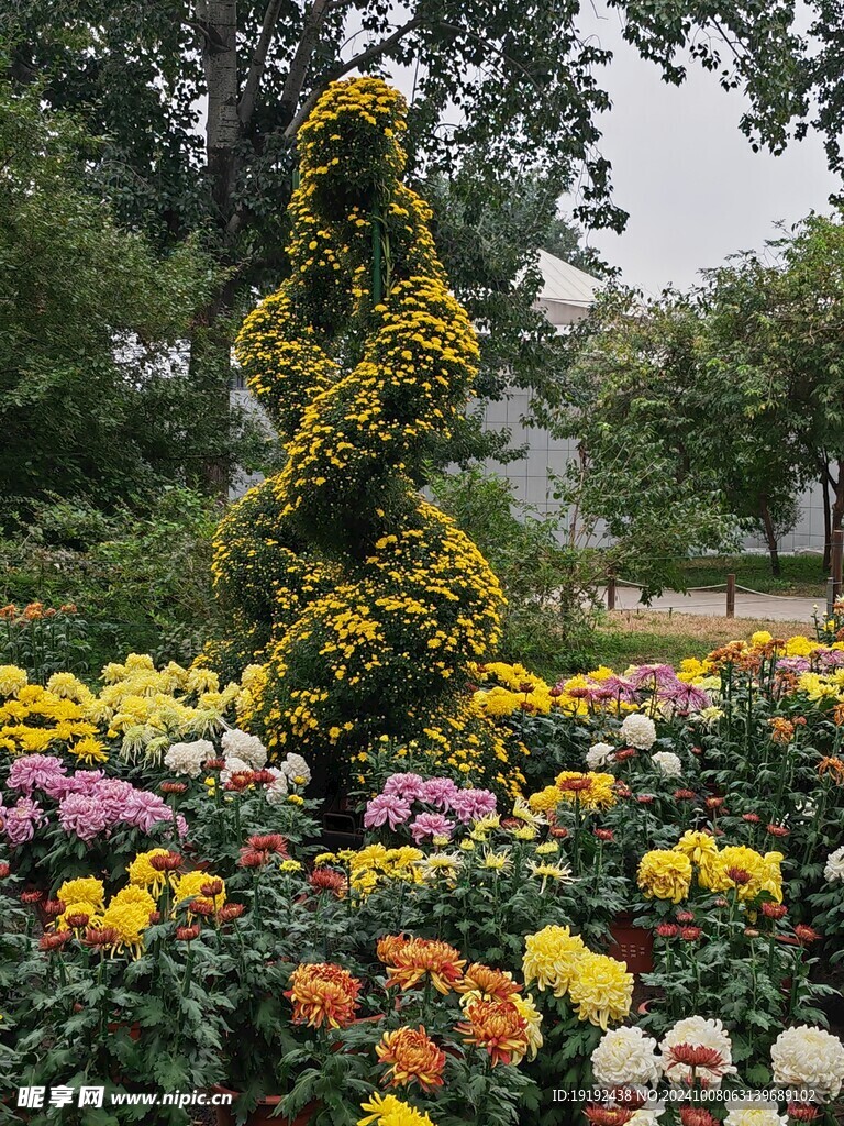 菊花  