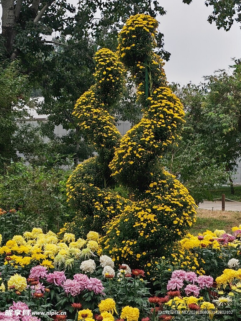 菊花  