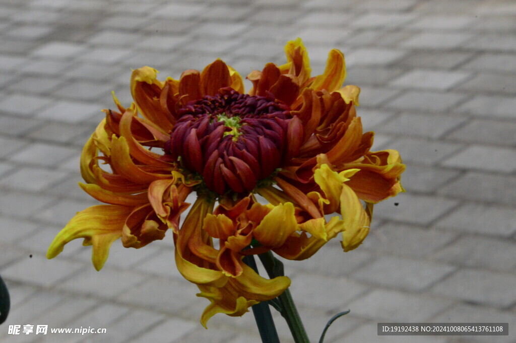 菊花 