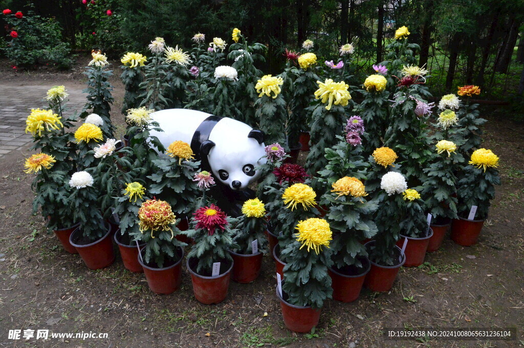 菊花 