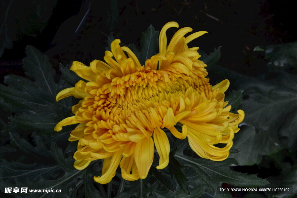 菊花  