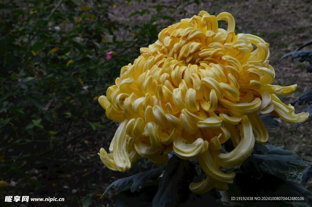菊花 