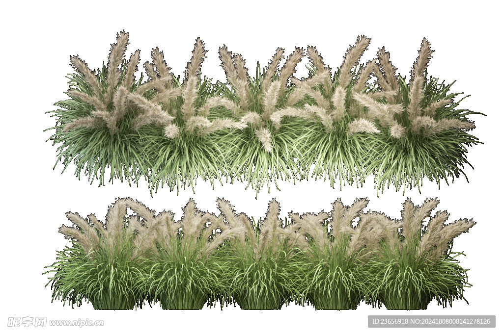 草本植物叶子透明素材 