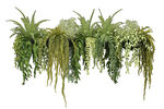 草本植物叶子透明素材 