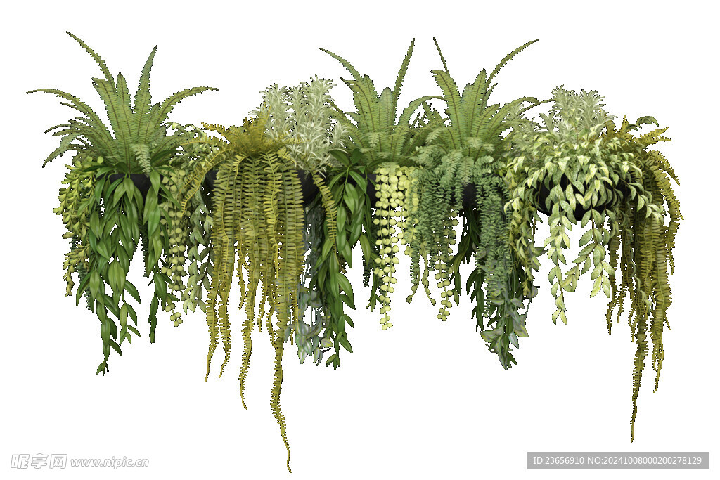 草本植物叶子透明素材 