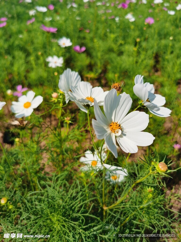 波斯菊