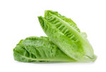 生菜