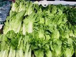 生菜