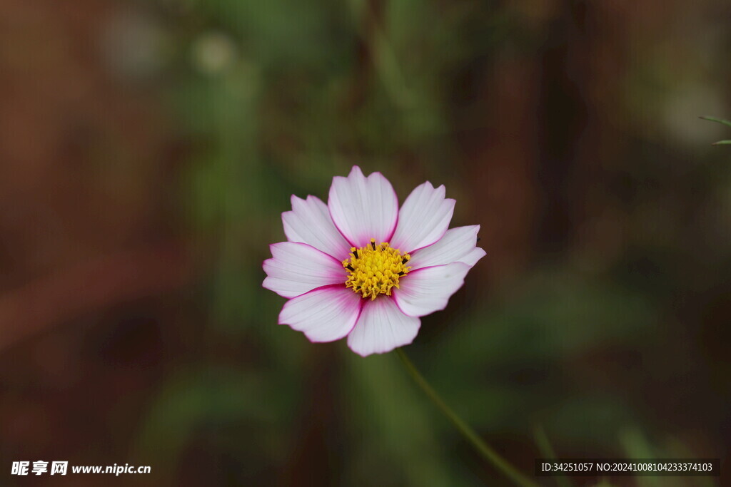 格桑花