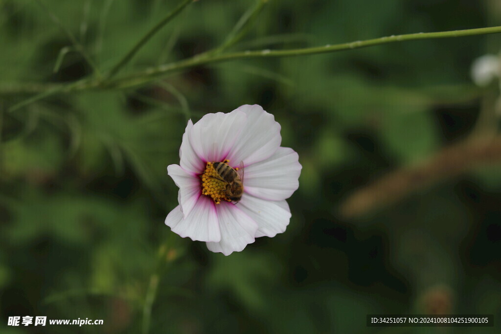 格桑花