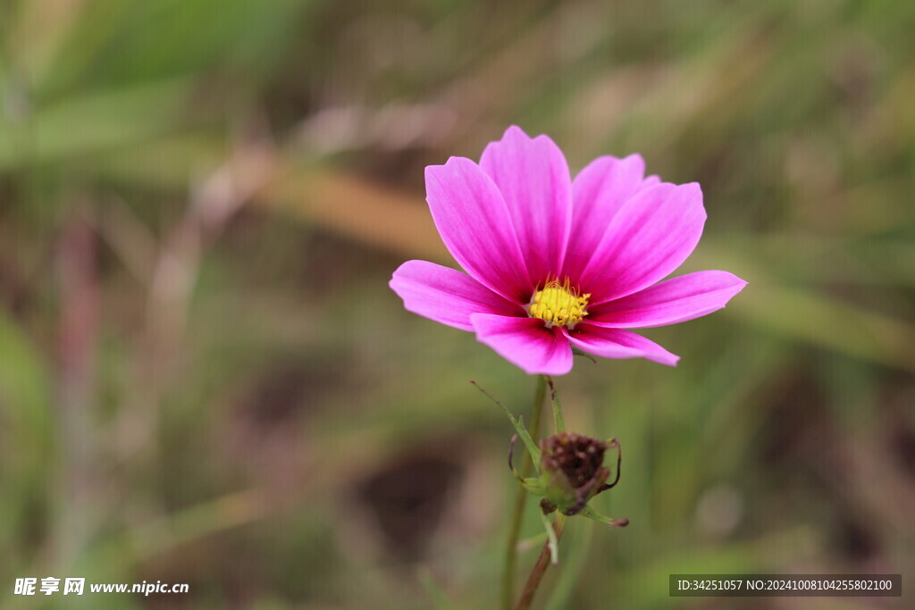 格桑花