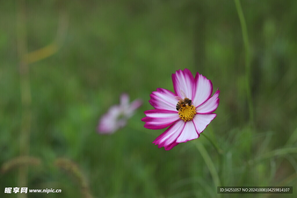 格桑花