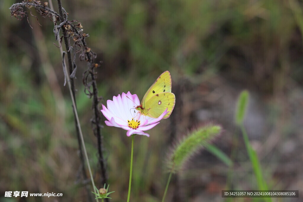 格桑花