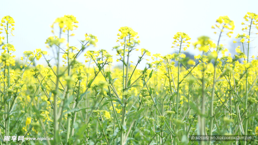 油菜花