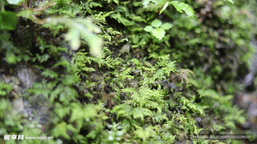 绿色植被 苔藓