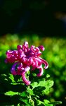 紫色菊花
