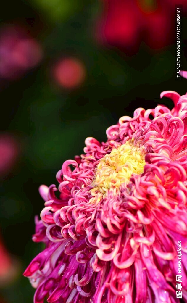 粉菊花