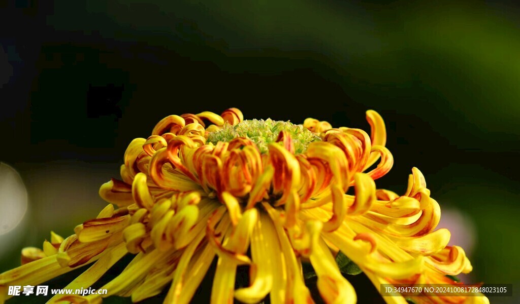 菊花黄