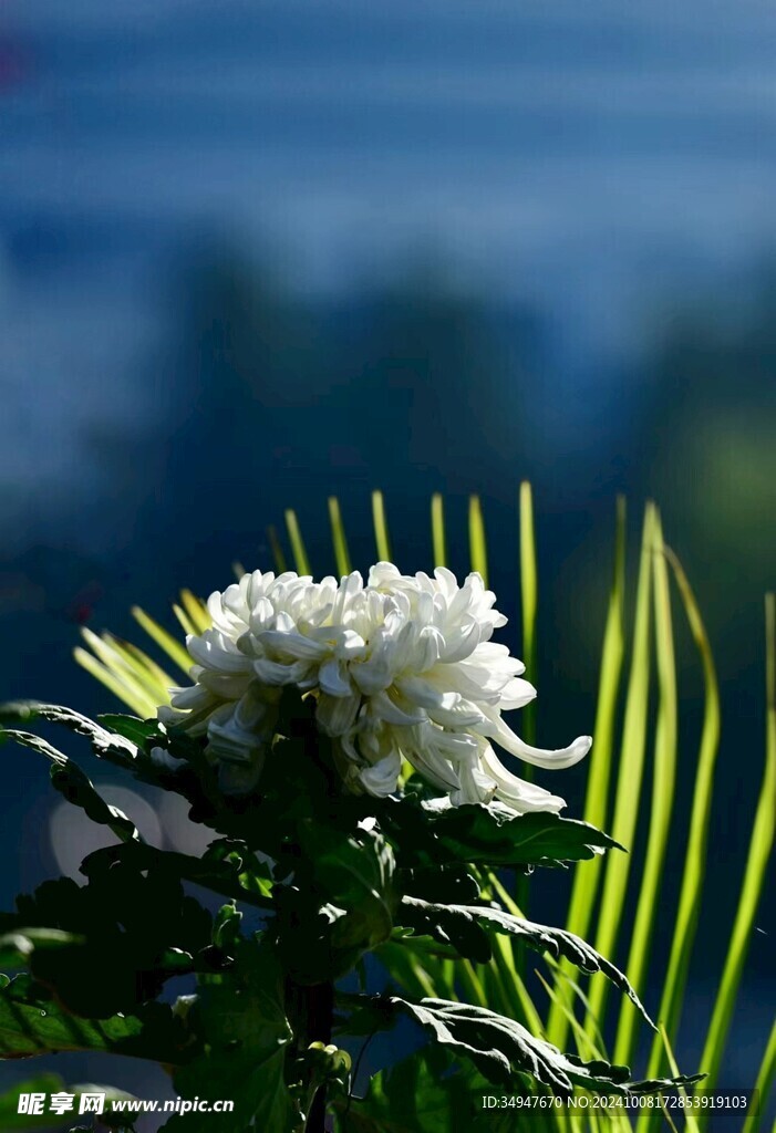 菊花