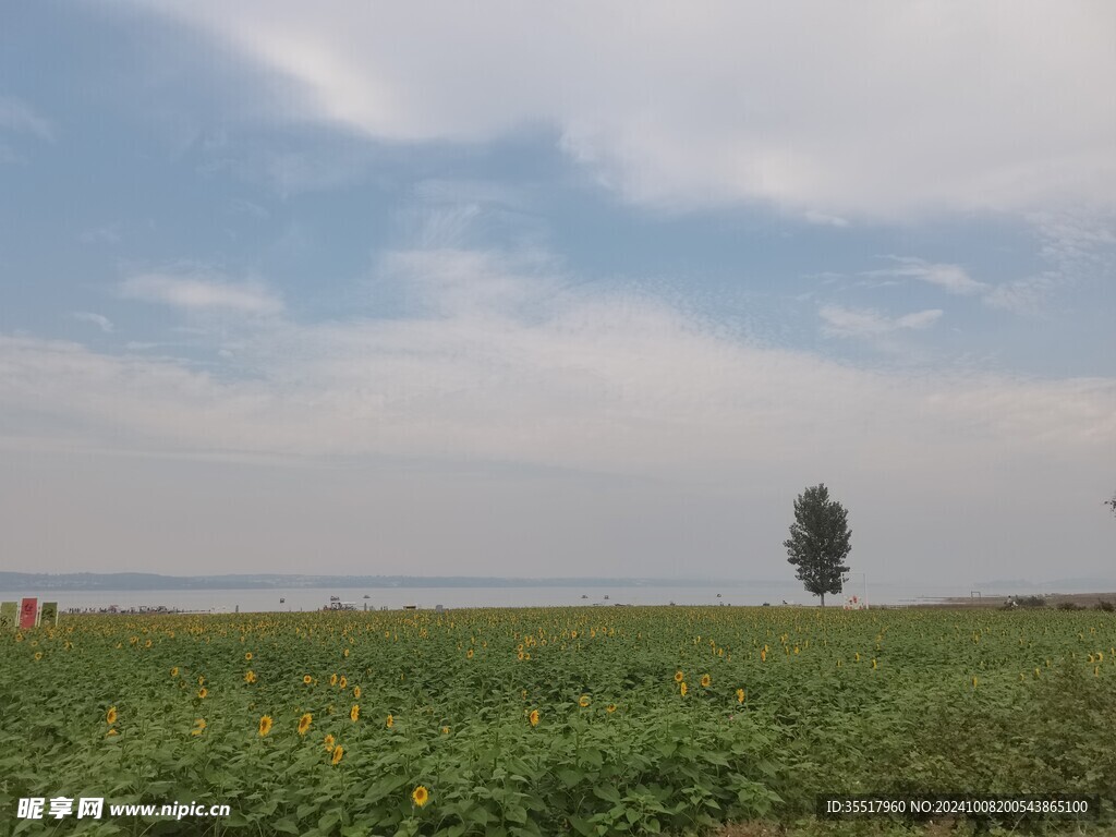 湖边向日葵花海