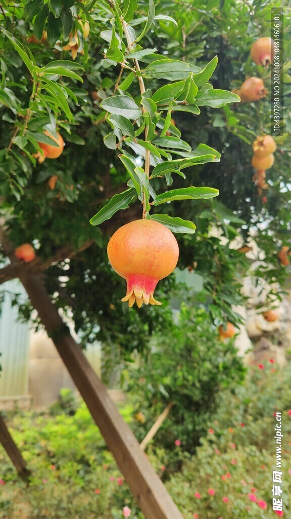 石榴