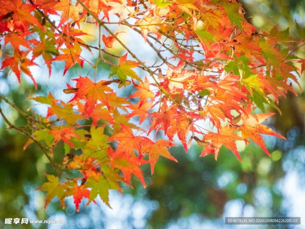 枫叶