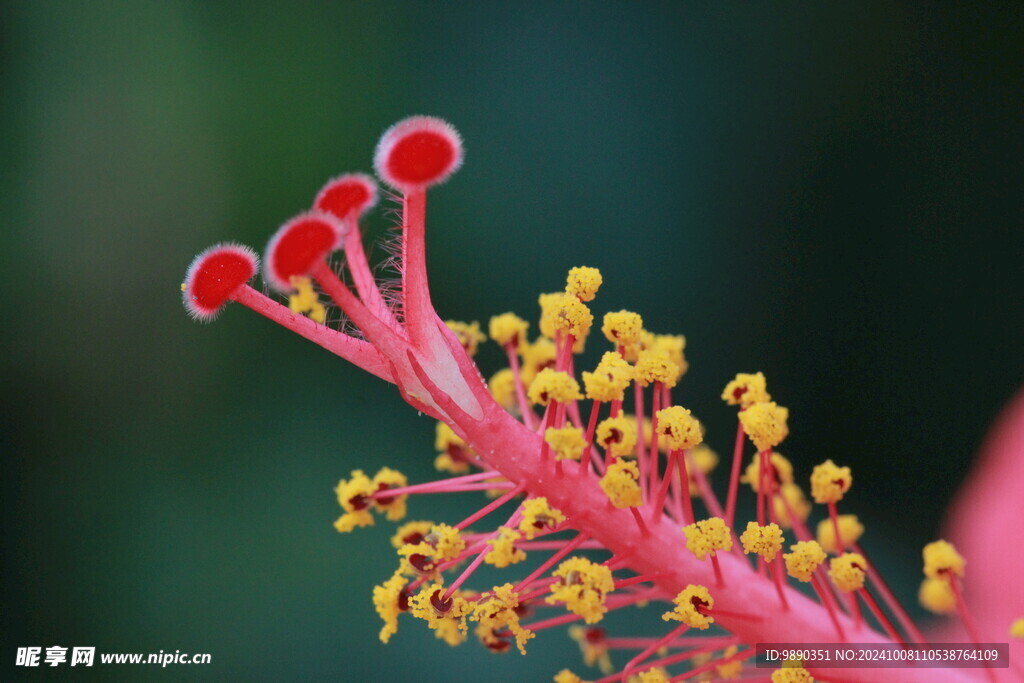 花蕊