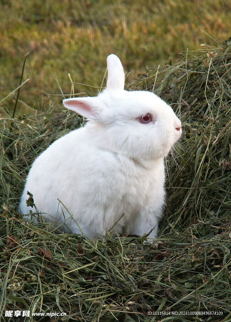 小白兔
