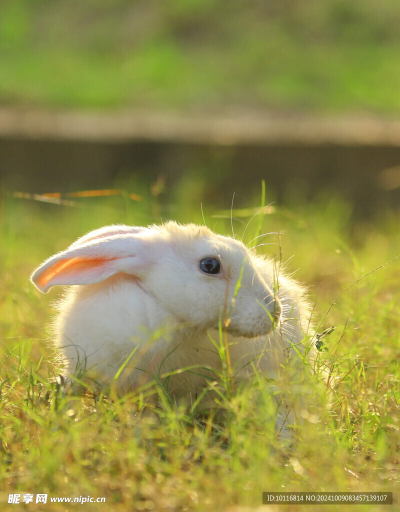 荷兰兔