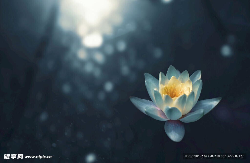 荷花