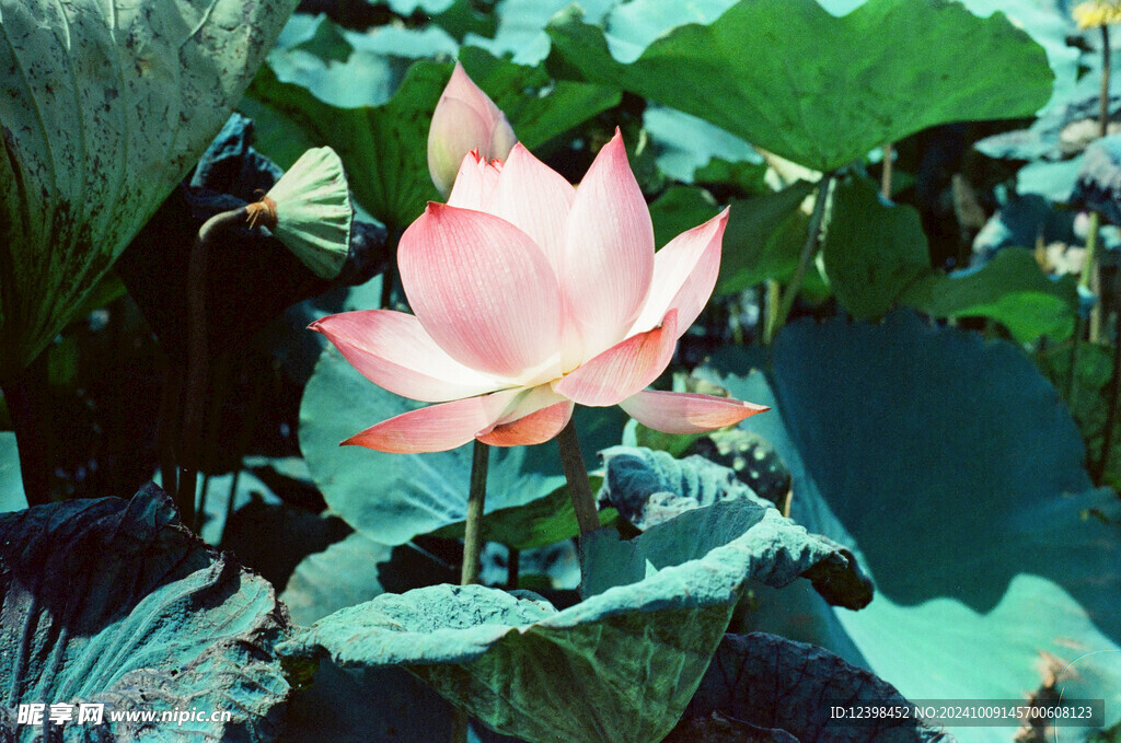 荷花