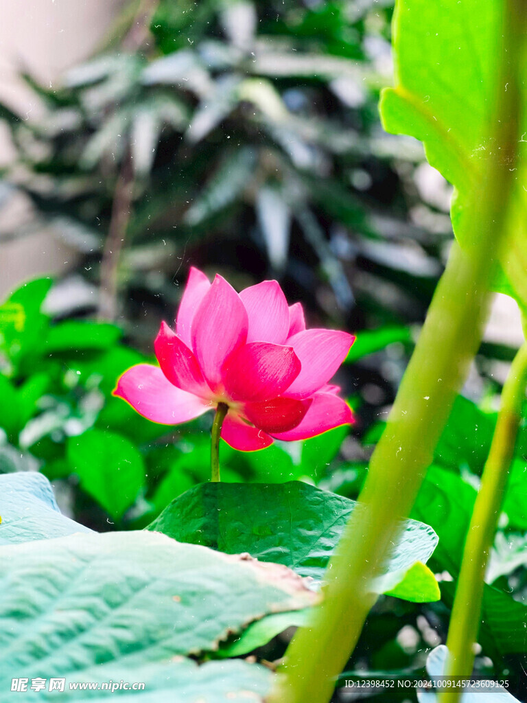 荷花