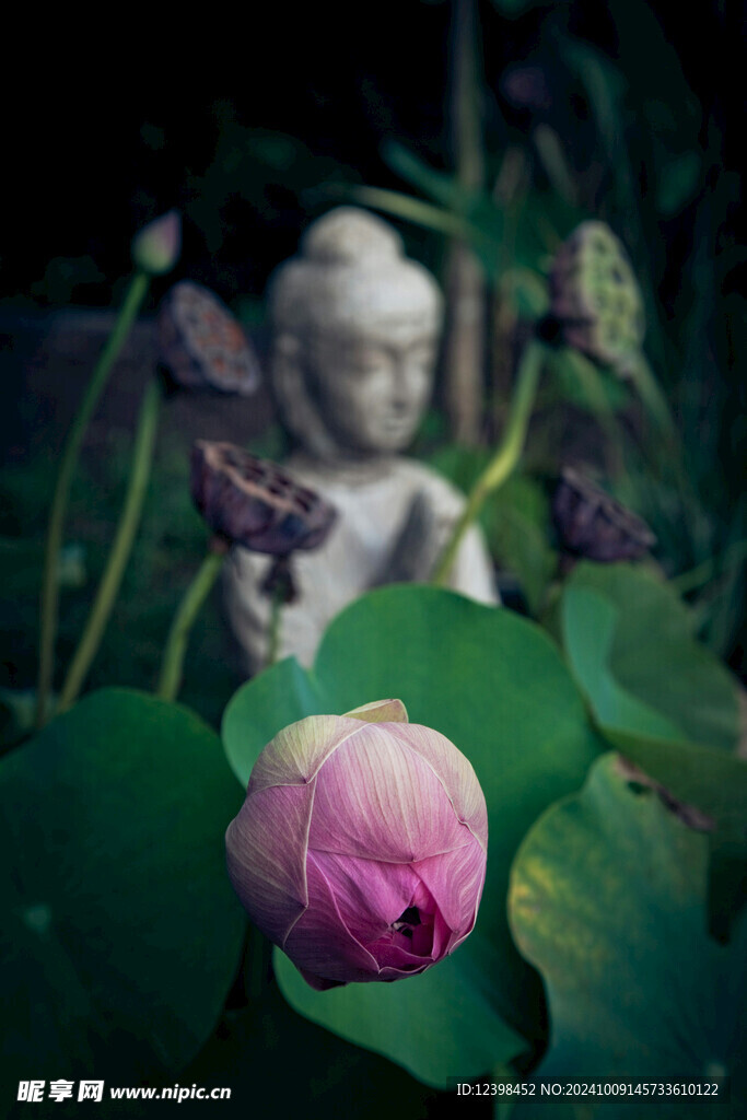 荷花