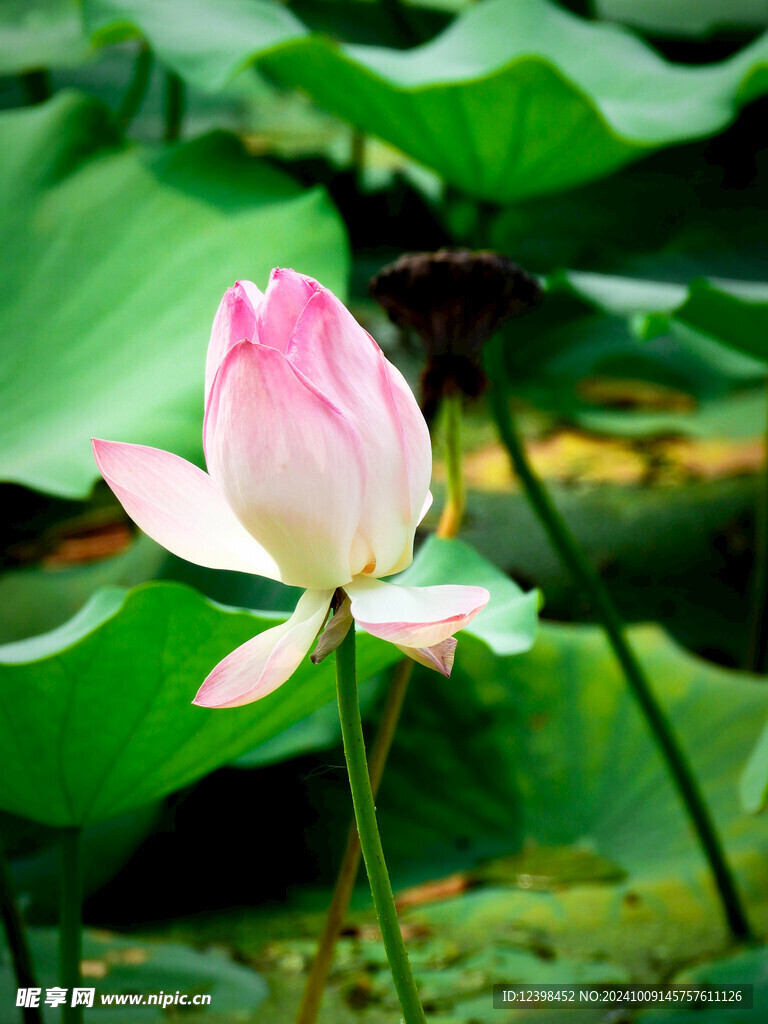 荷花