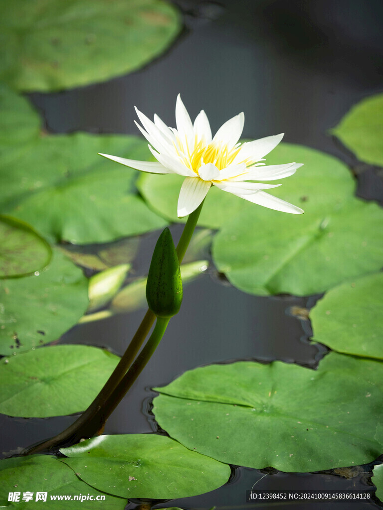 荷花