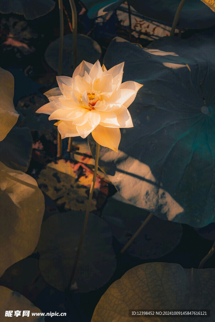 荷花