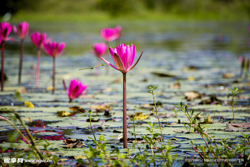 荷花