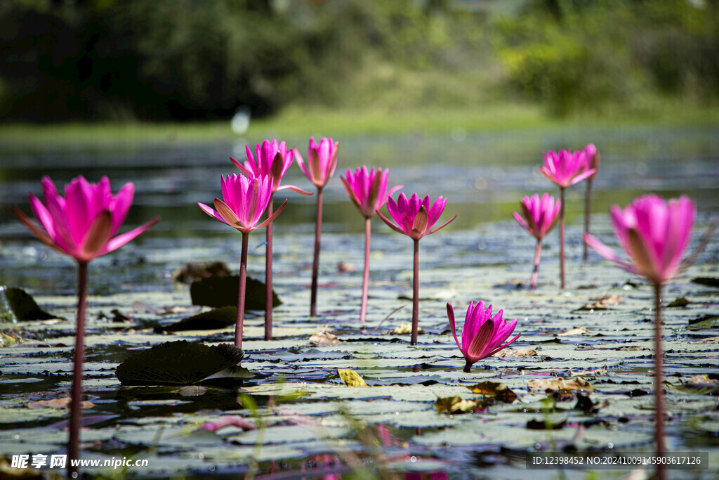 荷花