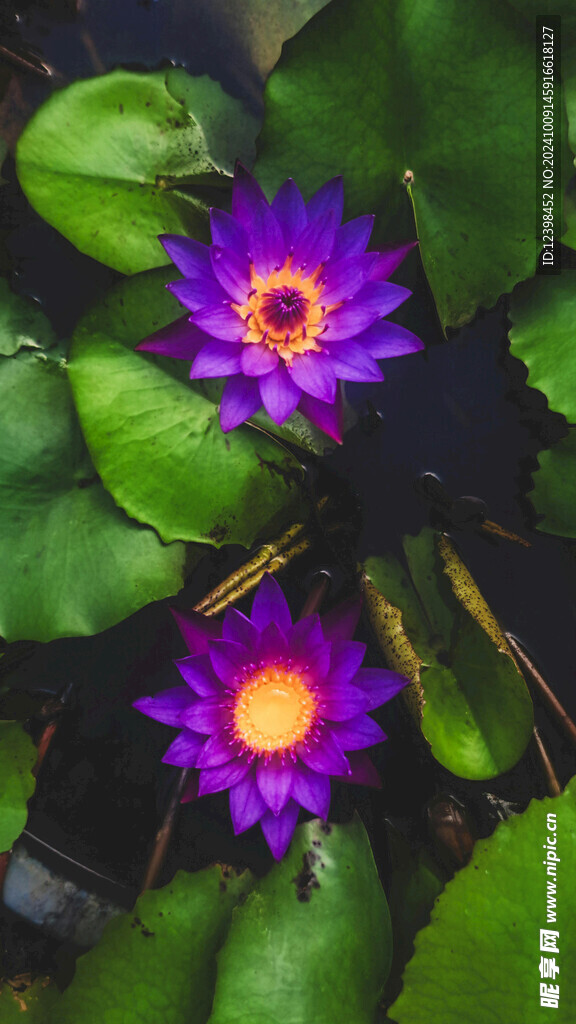 荷花