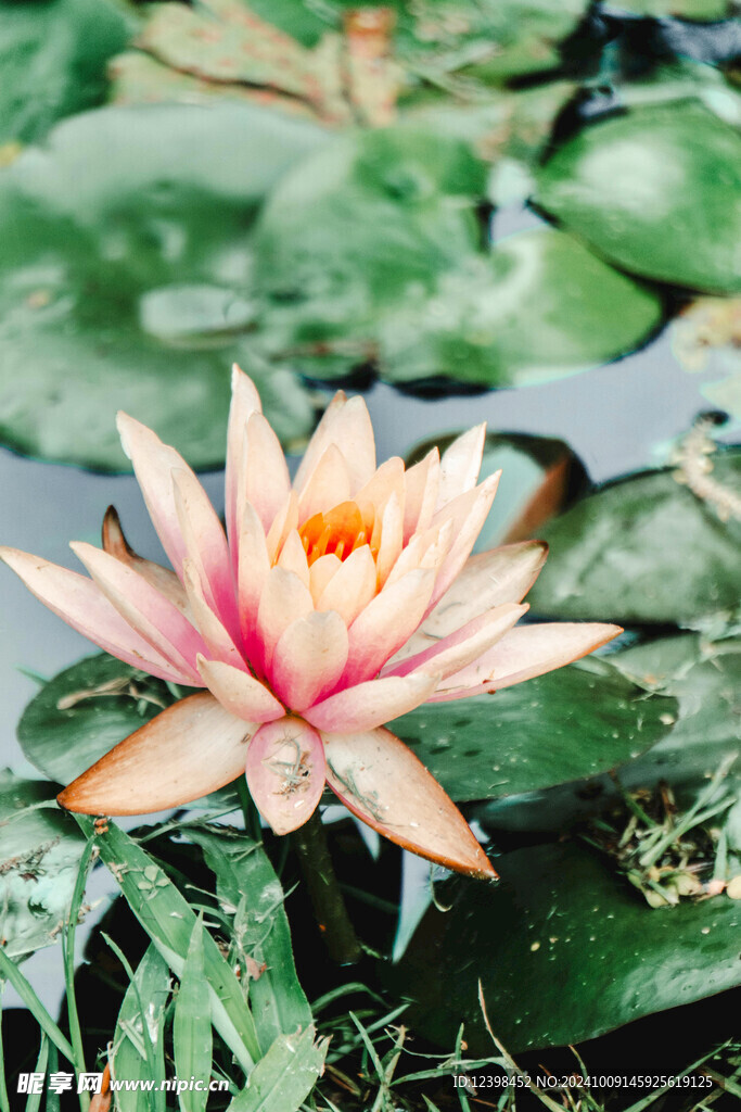 荷花