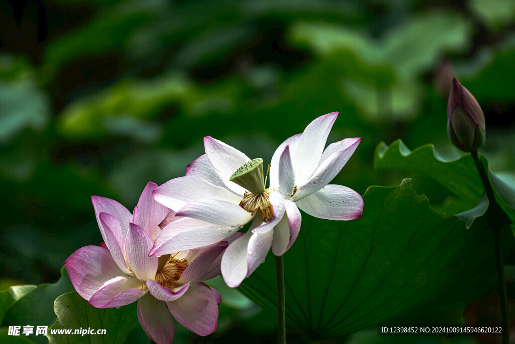 荷花