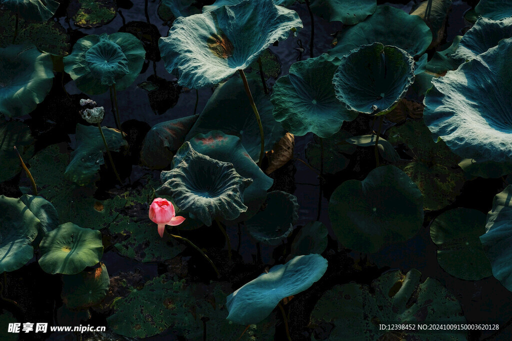 荷花