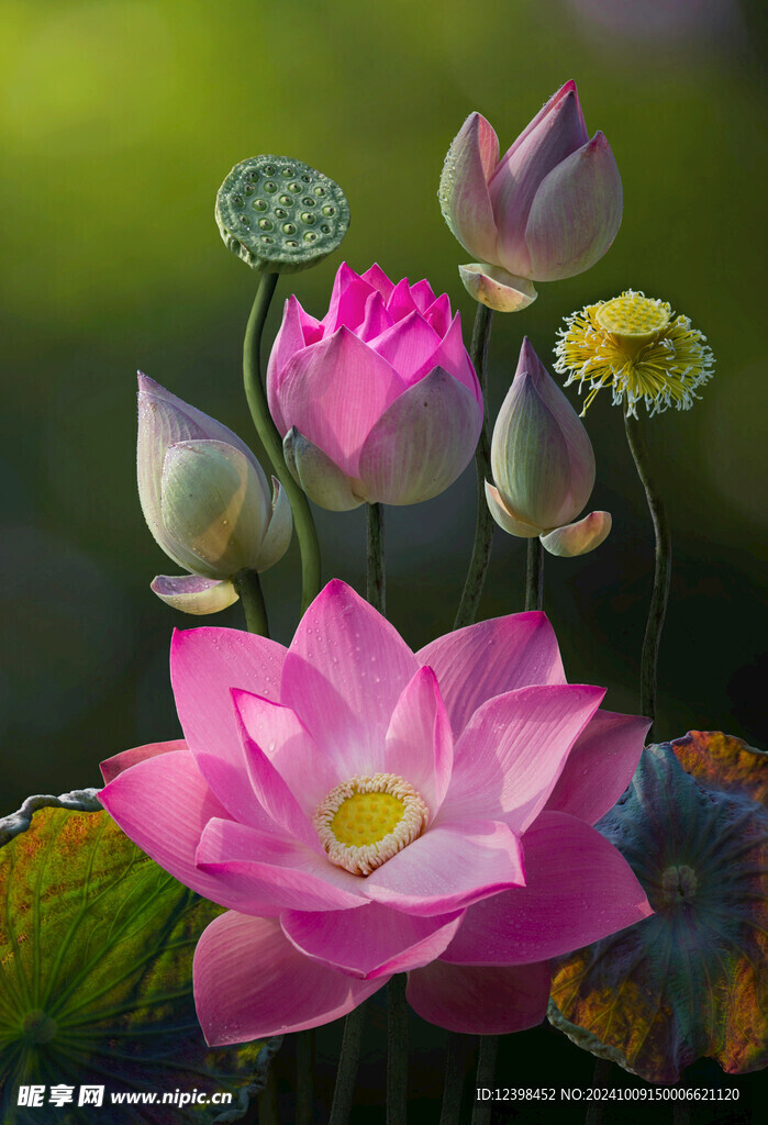 荷花