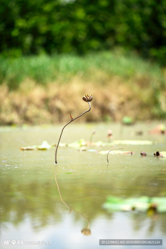 荷花