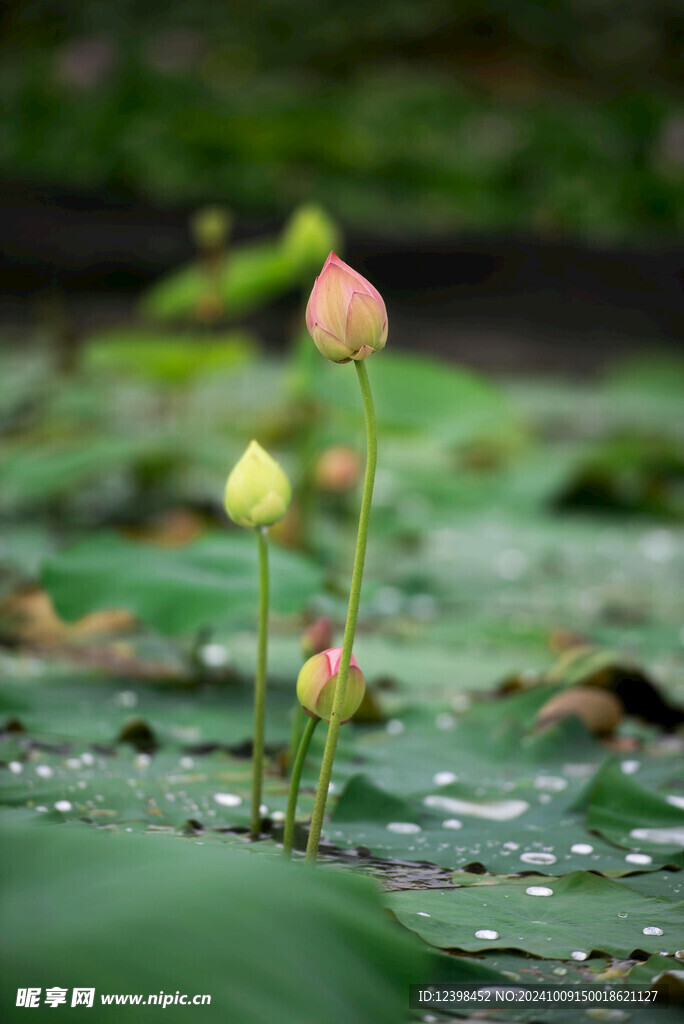 荷花